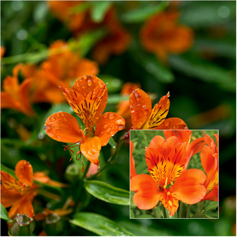 Alstroemeria